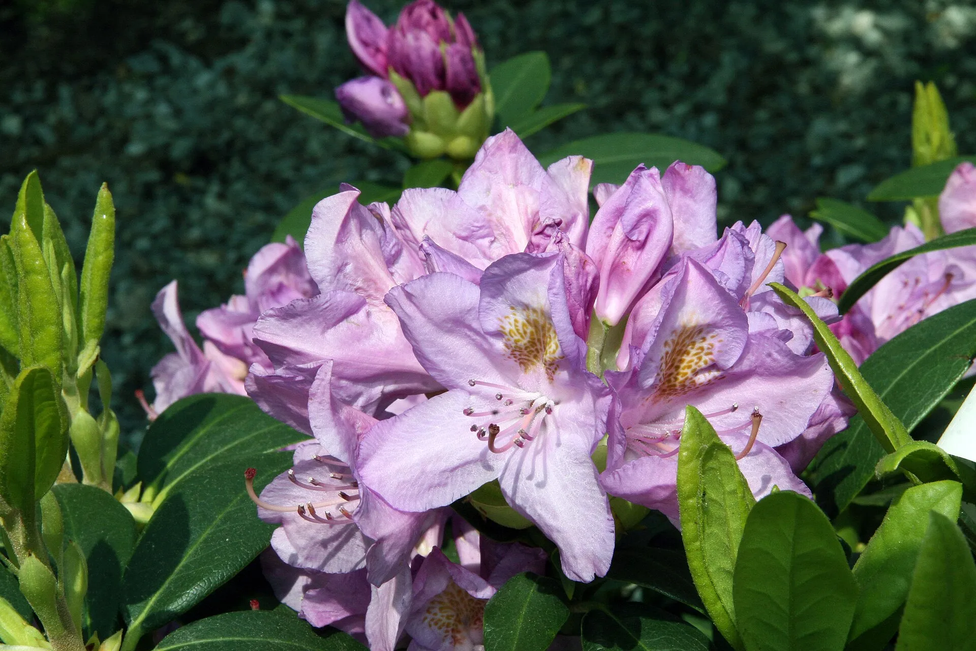 Catawbiense Grandiflorum -alppiruusun vaaleanvioletti kukinto ja tummanvihreitä lehtiä.