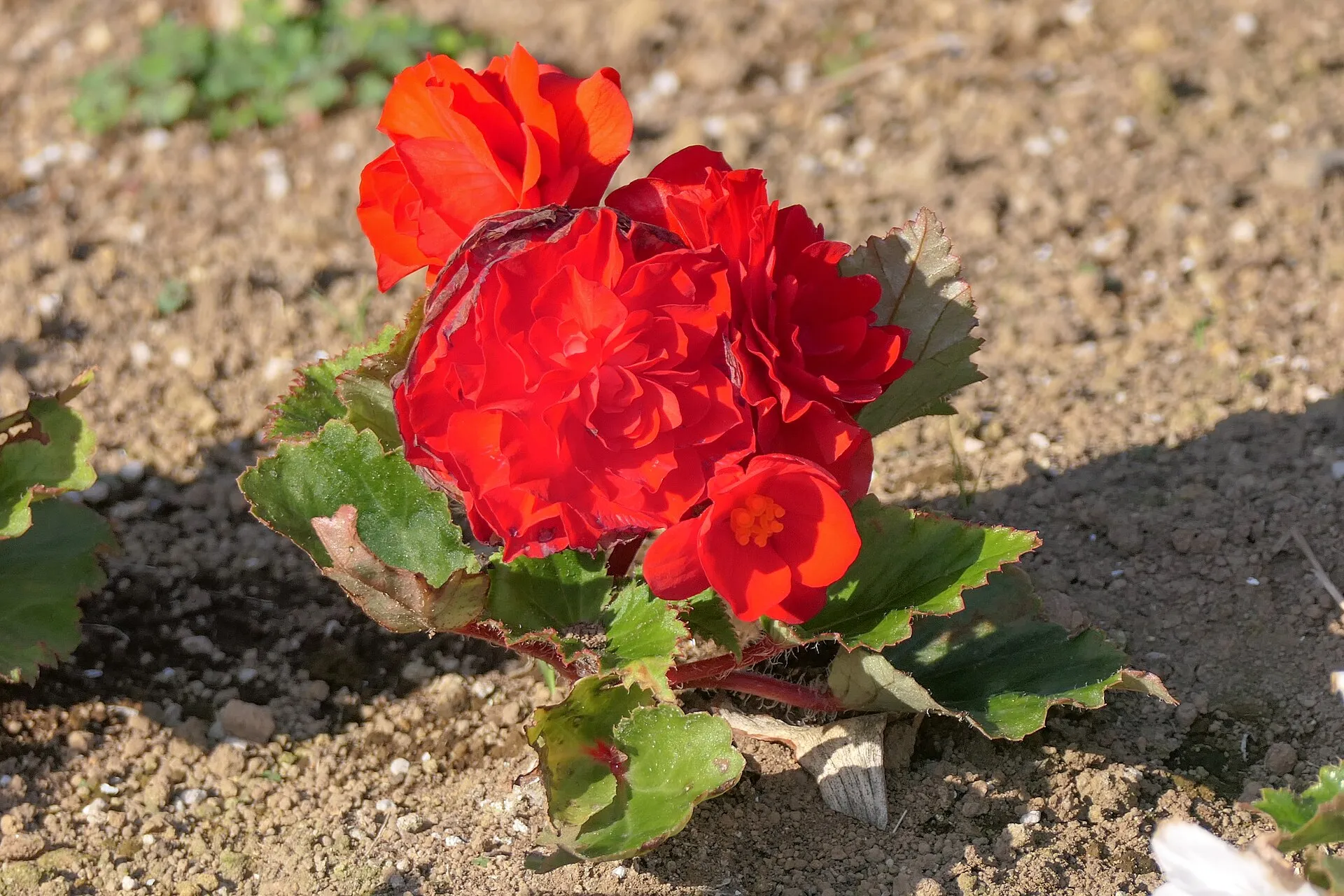 Mukulabegonian kirkkaanpunaisia kerrottuja kukkia ja vihreitä sahalaitaisia lehtiä.