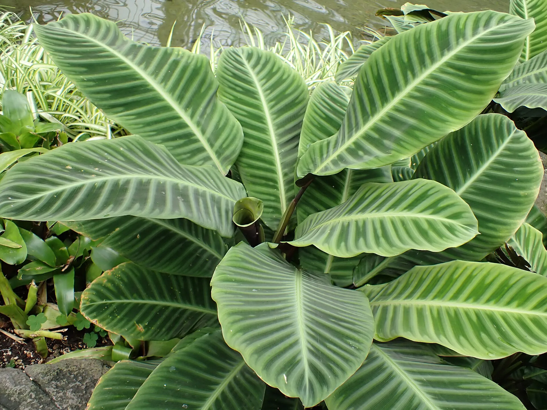 Calathean suuria soikeita lehtiä, joissa vaaleat ja tummanvihreät raidat vuorottelevat sulkamaisesti.
