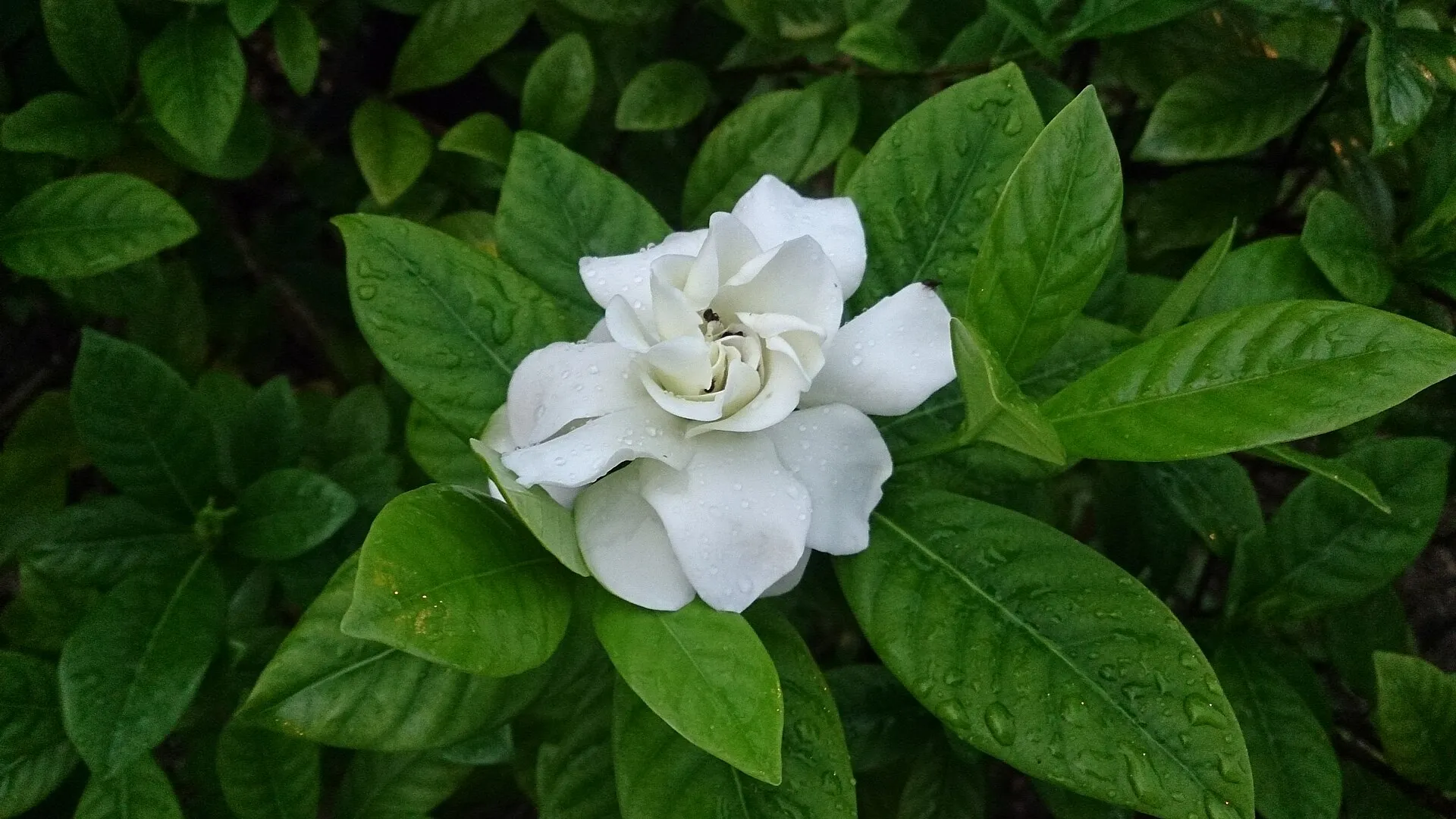 Gardenian kermanvalkoinen, kerrottu kukka kiiltävien tummanvihreiden lehtien keskellä.