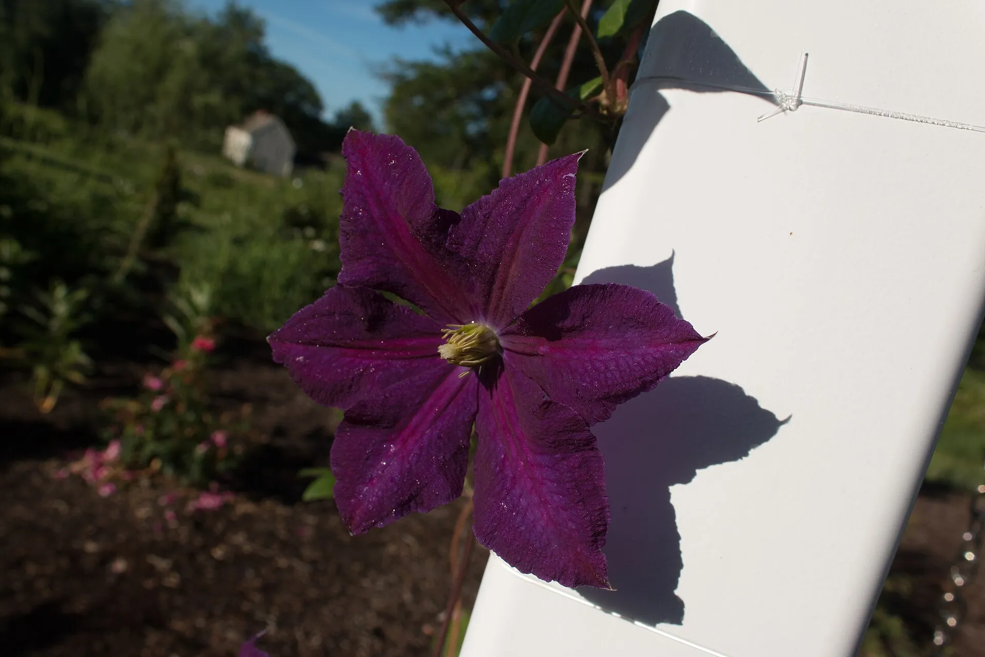 Kärhön iso, purppuranvioletti kukka kuudella terälehdellä ja vaaleankeltaisin heteinen, köynnöstämässä valkoista tukea vasten puutarhassa.