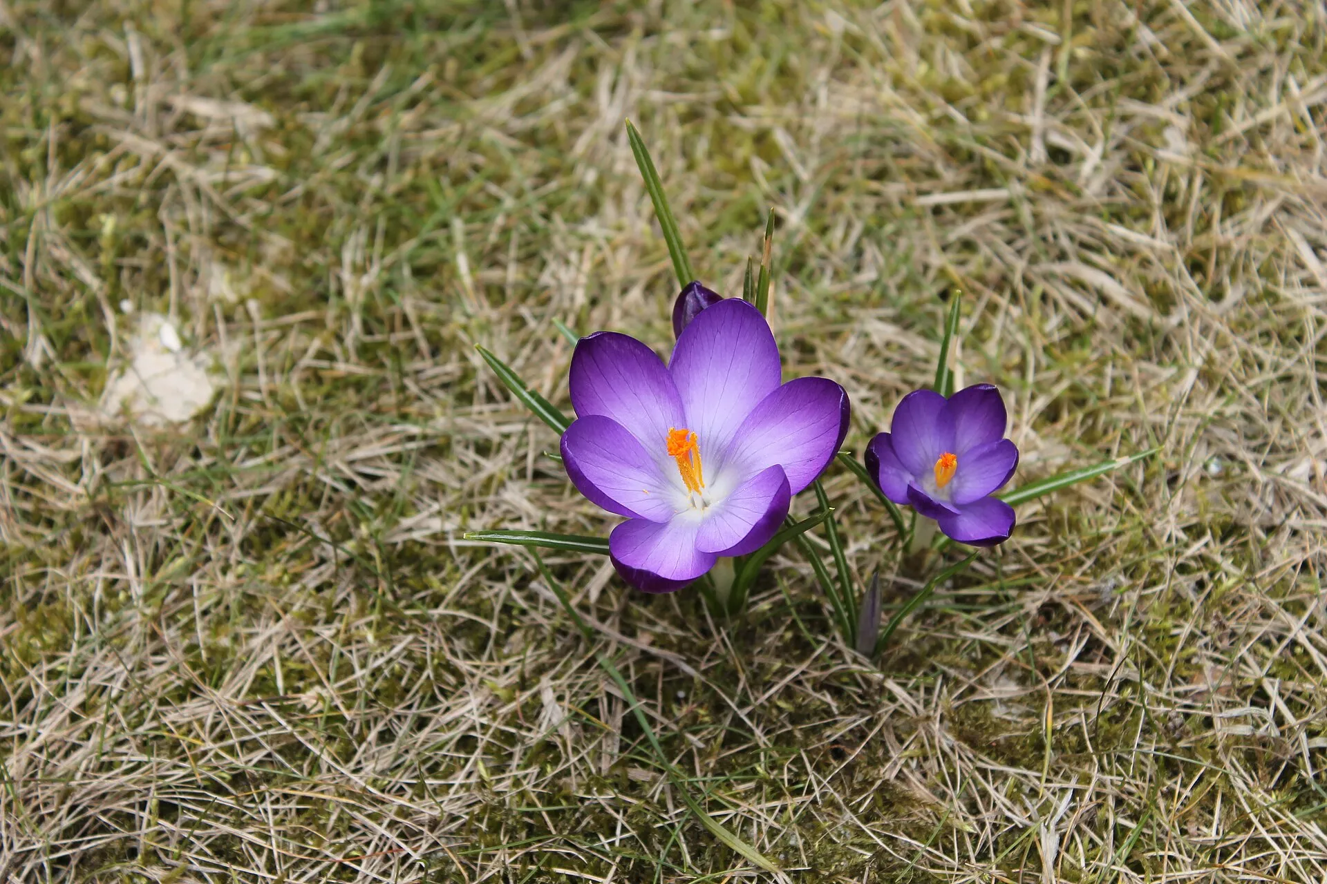 Kaksi violettia krookusta kukkii nurmikossa, oranssit heteet ja kapeat valkojuovaiset lehdet näkyvissä.