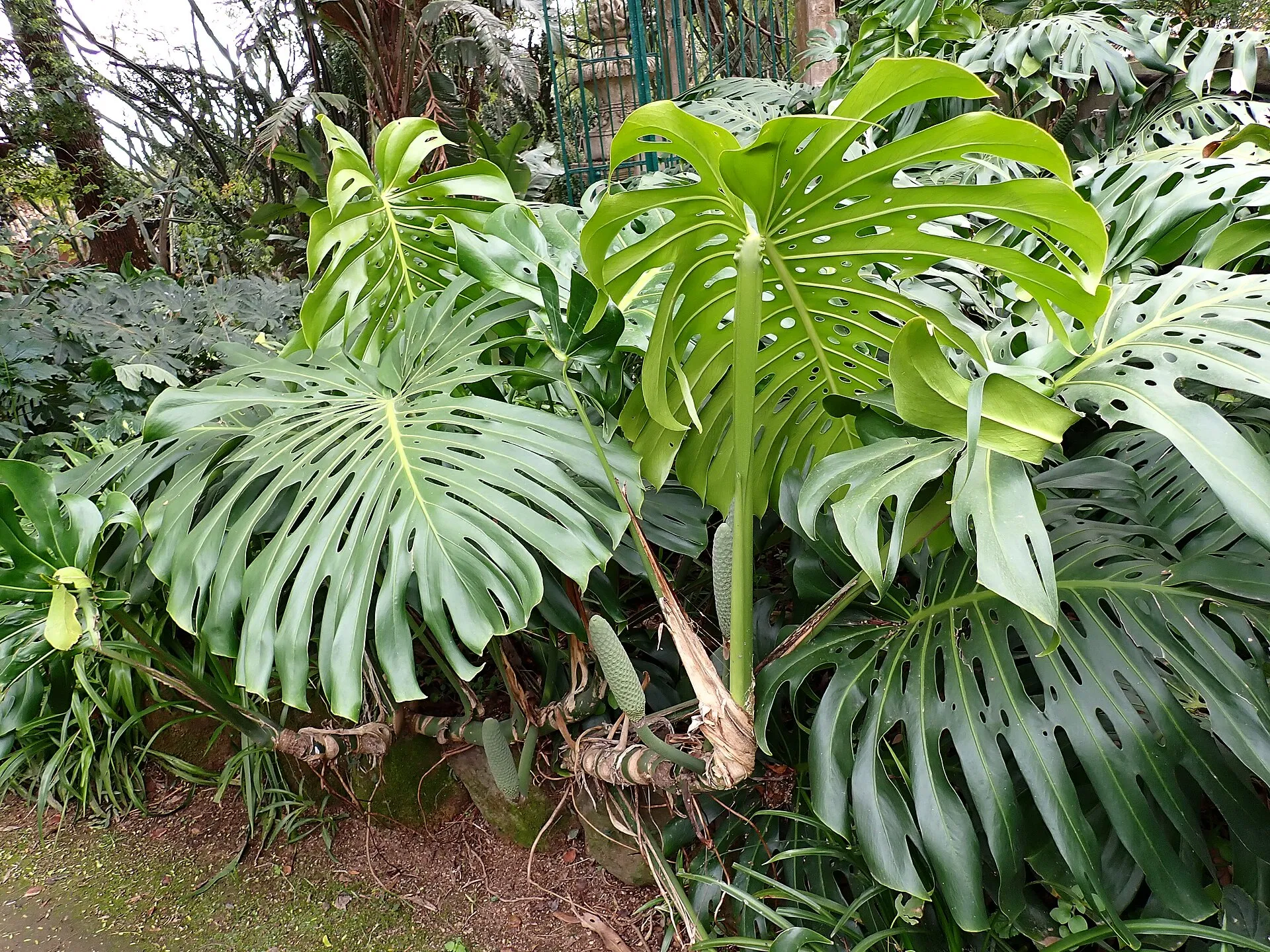 Monsteran suuria reikäisiä ja halkeilevia vihreitä lehtiä rehevänä kasvustona.