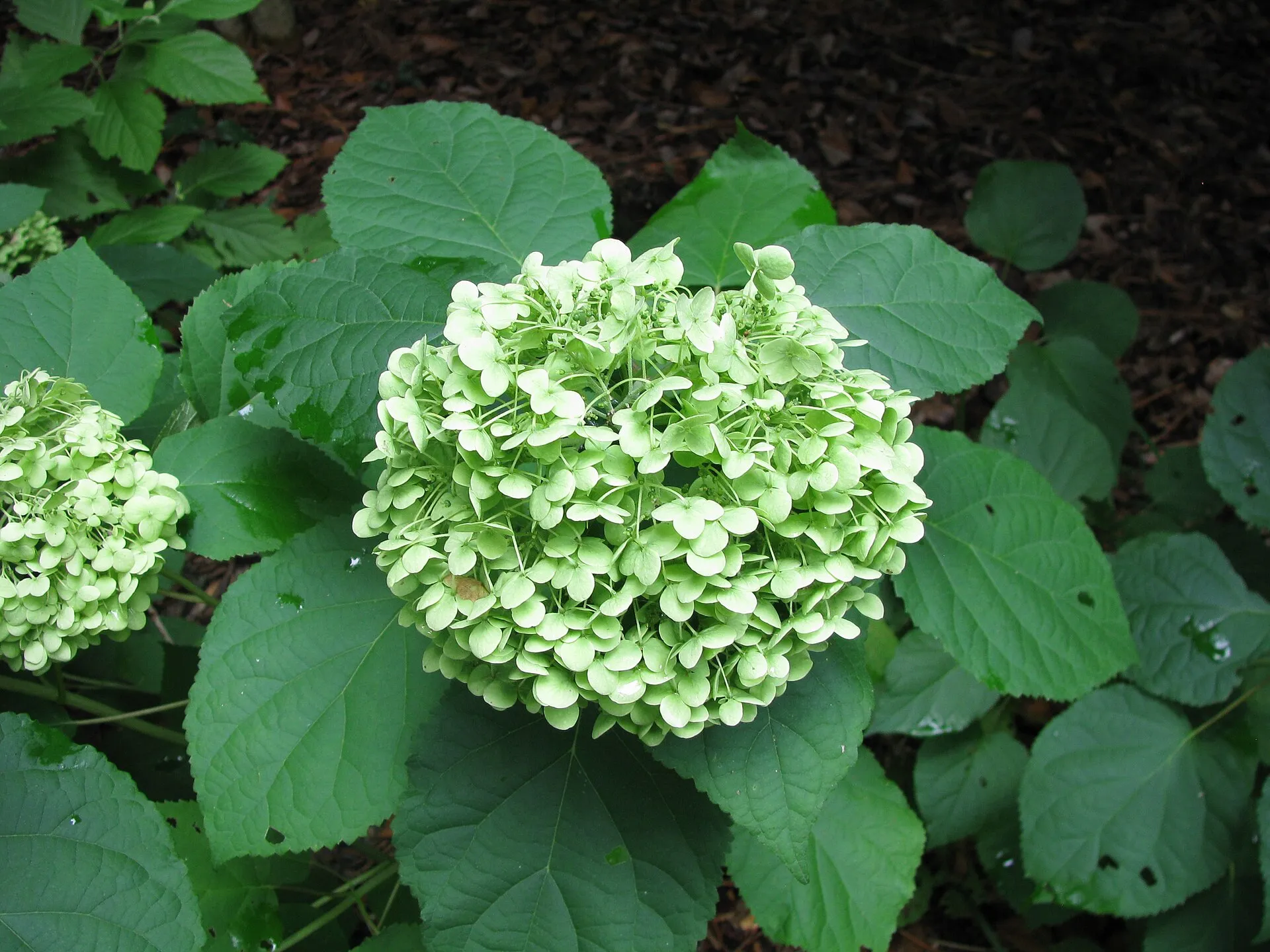 Pallohortensia 'Annabellen' suuri vaaleanvihreä pallomainen kukinto leveiden vihreiden lehtien yllä.