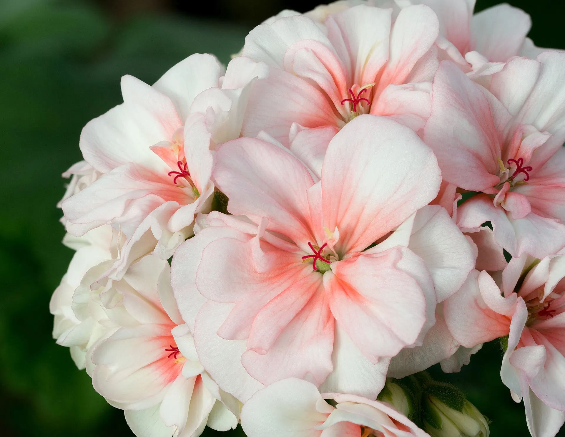 Pystypelargonian vaaleanpunavalkoinen kukinto tummaa taustaa vasten.