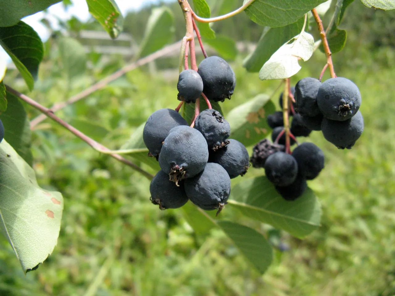 Tummansinisiä kypsiä marjatuomipihlajan marjoja terttuina oksalla.