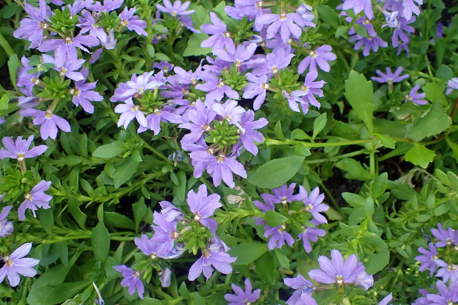 Siniviuhkan violetinsiniset viuhkamaiset kukat tiheässä kasvustossa; terälehdet asettuvat kaikki kukan samalle puolelle.