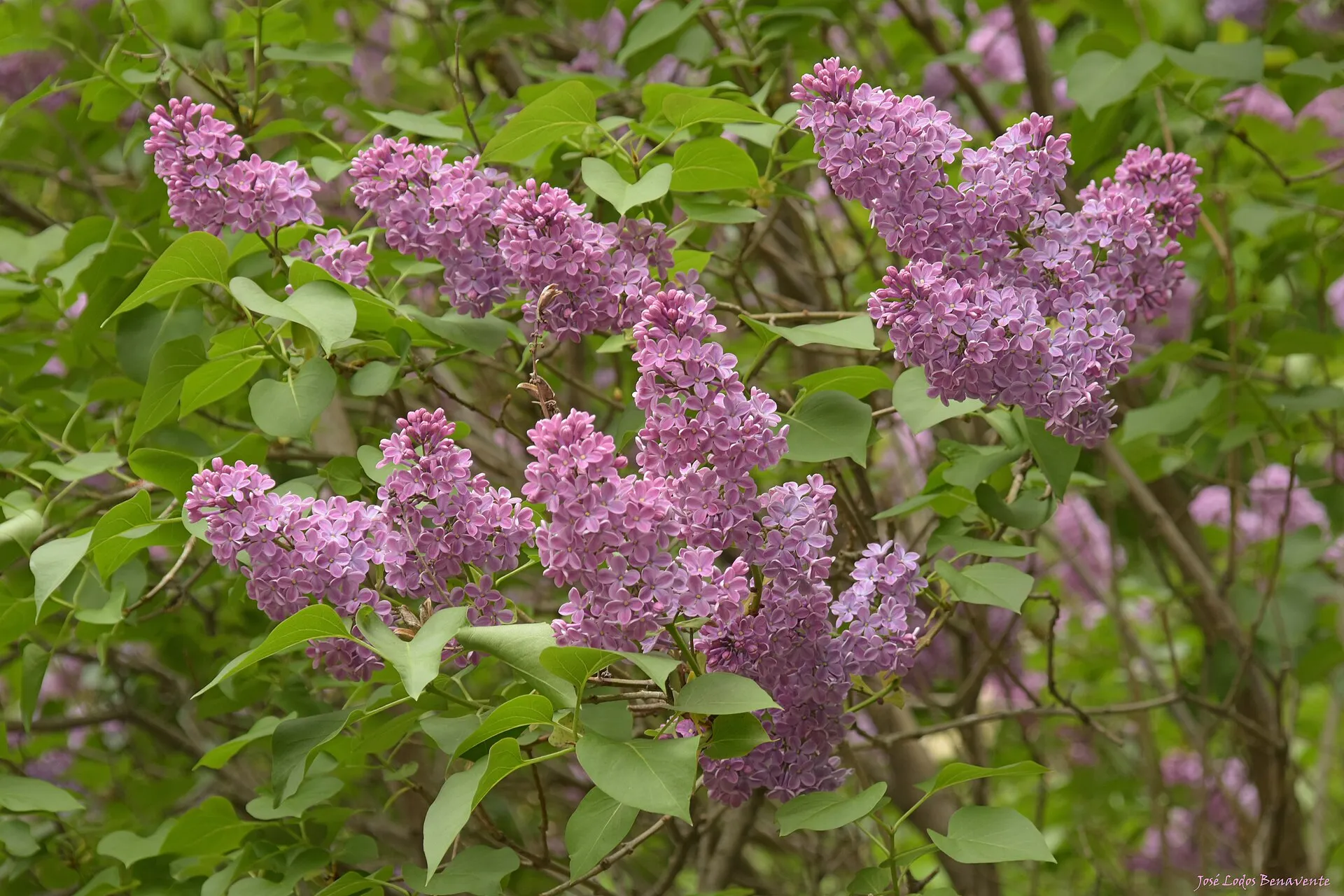 Pihasyreenin violetit tuoksuvat kukkatertut ja vihreitä sydämenmuotoisia lehtiä.