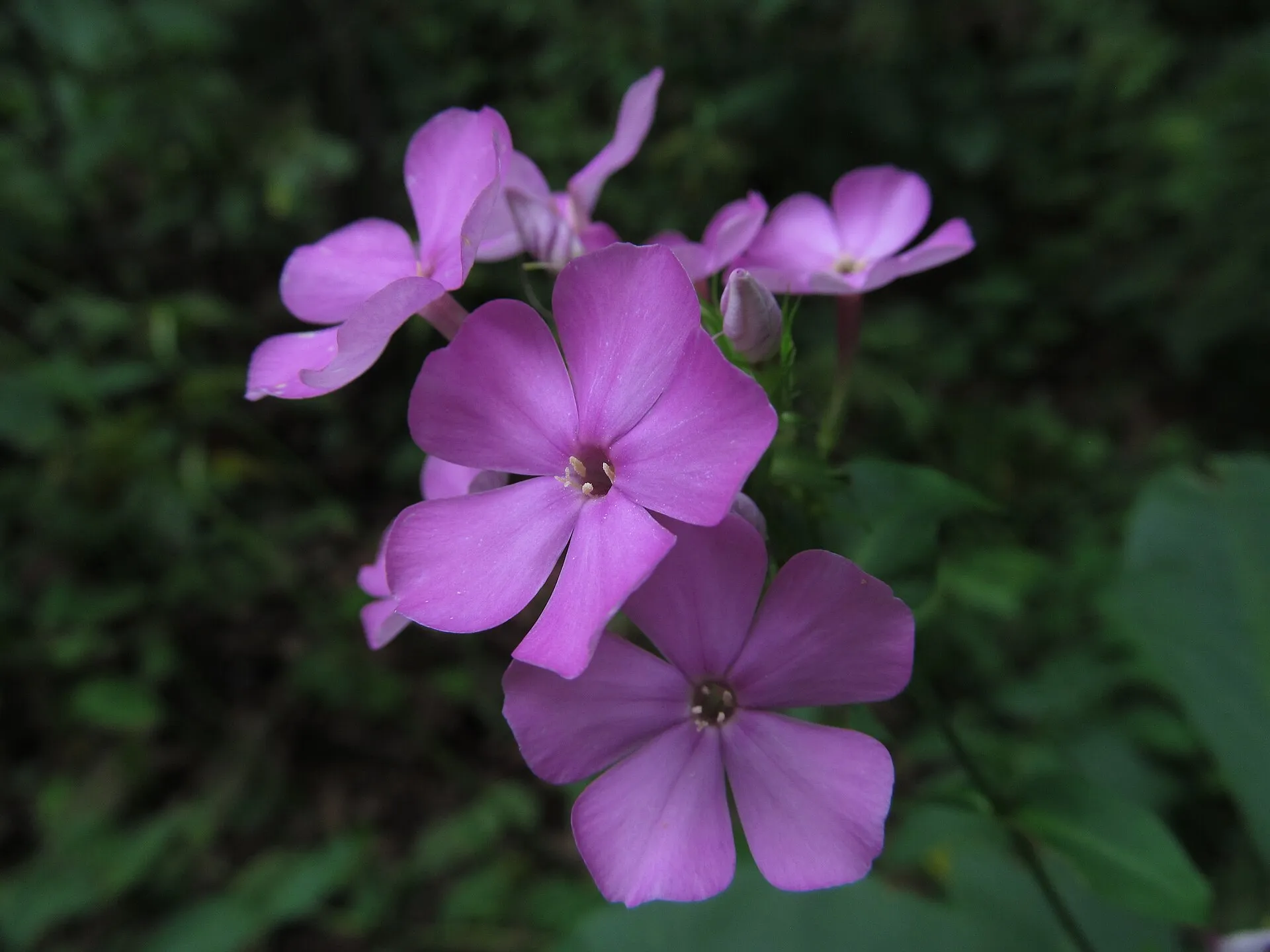 Syysleimun violetit, viisiterälehtiset kukat tummanvihreää taustaa vasten.